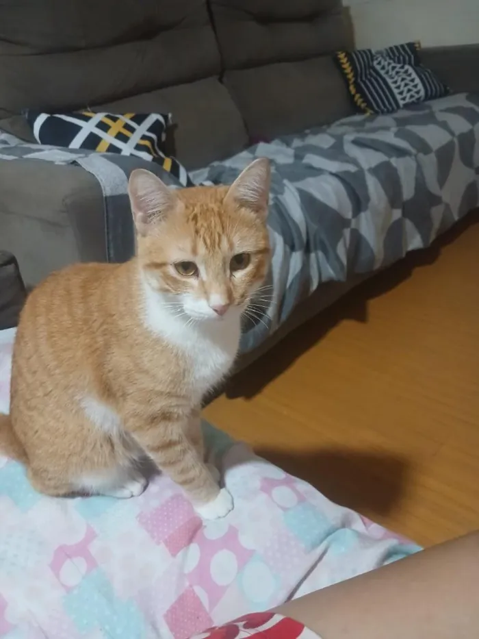 Gato raça SRD-ViraLata idade 1 ano nome Ninho