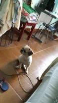 Brutus