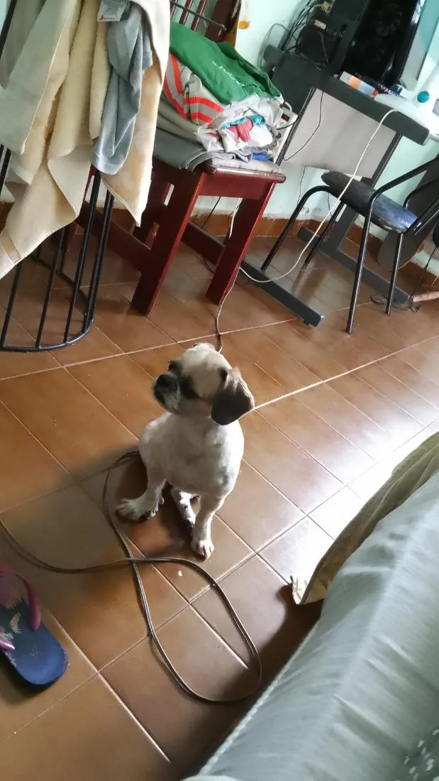 Cachorro raça Shitzu idade 6 ou mais anos nome Brutus