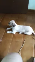Brutus