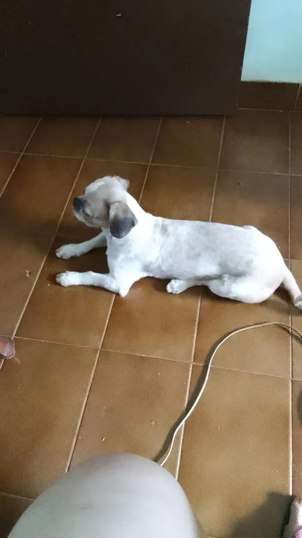 Cachorro raça Shitzu idade 6 ou mais anos nome Brutus