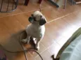 Brutus