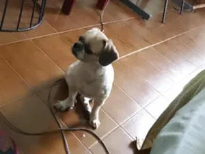 Cachorro raça Shitzu idade 6 ou mais anos nome Brutus