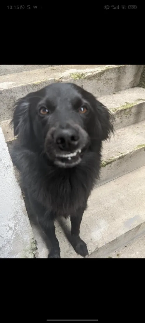 Cachorro raça SRD-ViraLata idade 3 anos nome Black 