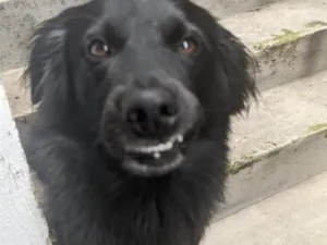 Cachorro raça SRD-ViraLata idade 3 anos nome Black 
