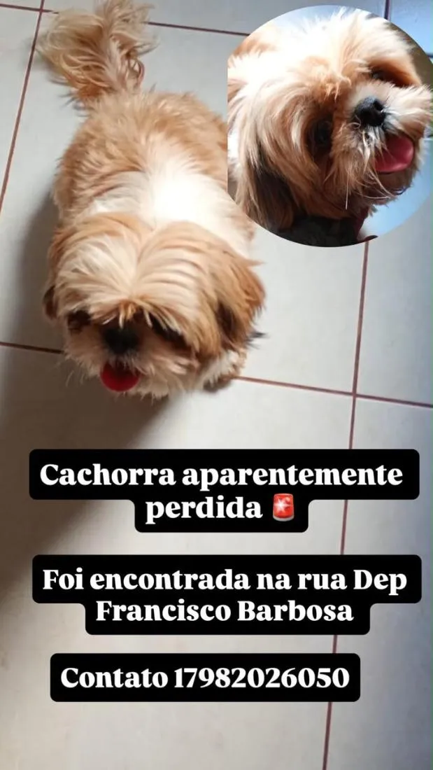 Cachorro raça Shitzu idade 2 anos nome nao sei 