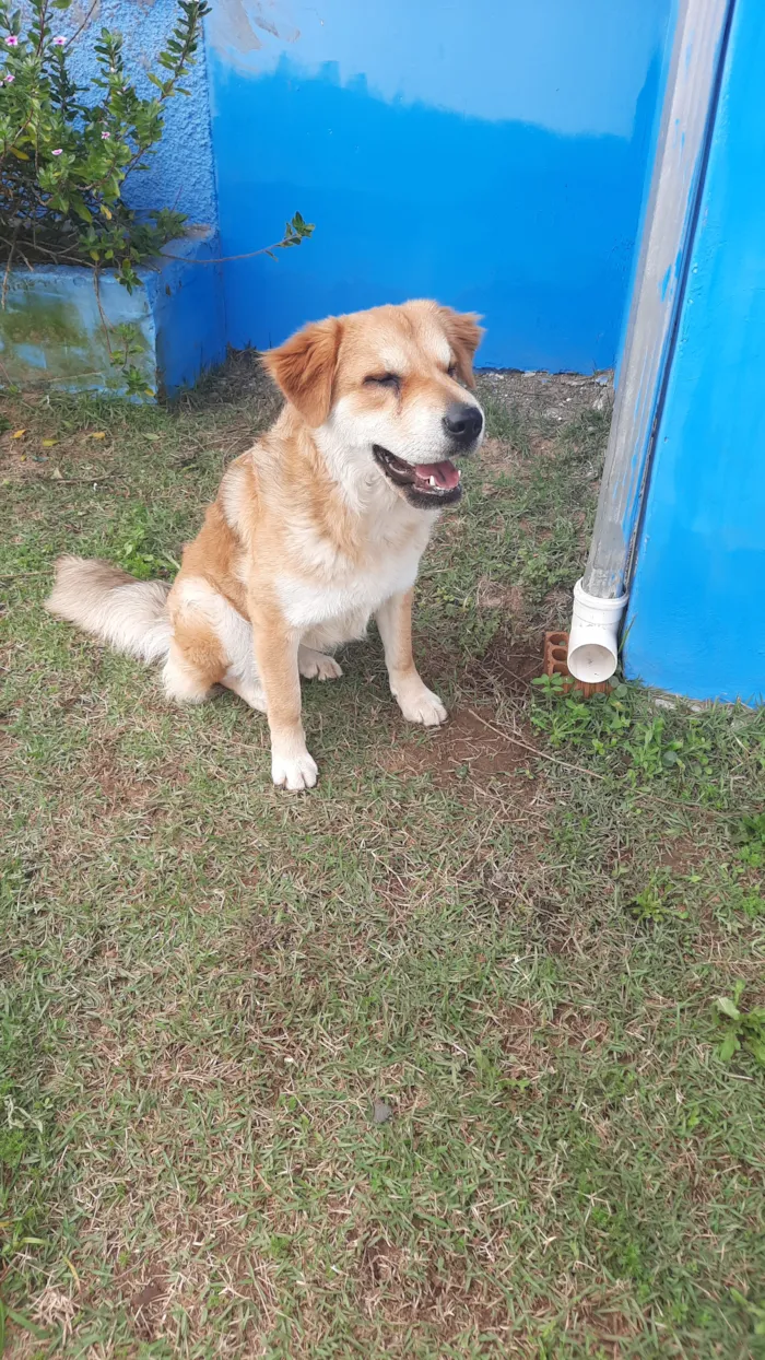 Cachorro raça SRD-ViraLata idade 1 ano nome Ursa