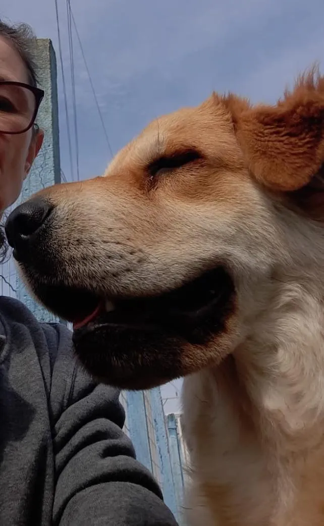 Cachorro raça SRD-ViraLata idade 1 ano nome Ursa