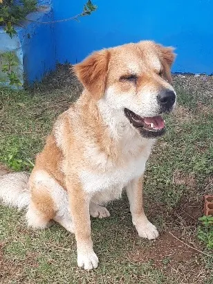 Cachorro raça SRD-ViraLata idade 1 ano nome Ursa