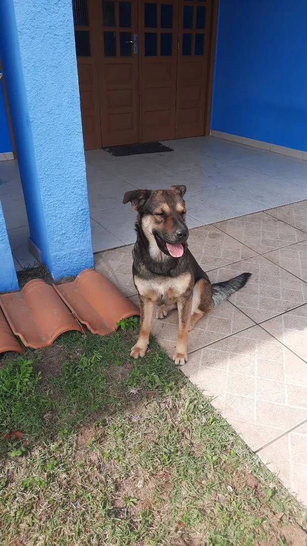 Cachorro raça SRD-ViraLata idade 1 ano nome Belga