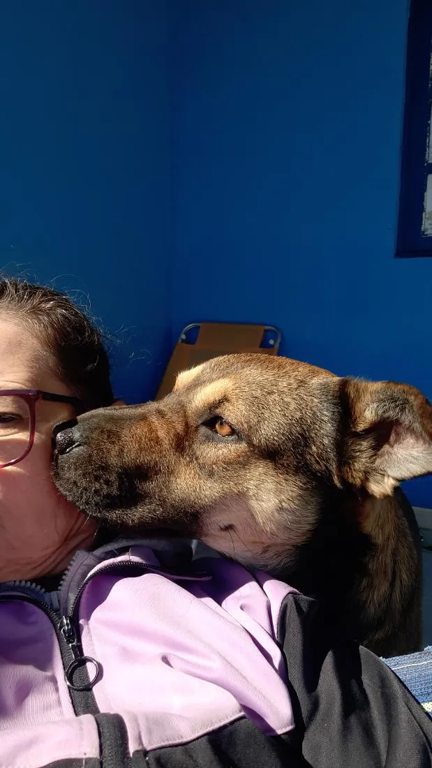Cachorro raça SRD-ViraLata idade 1 ano nome Belga