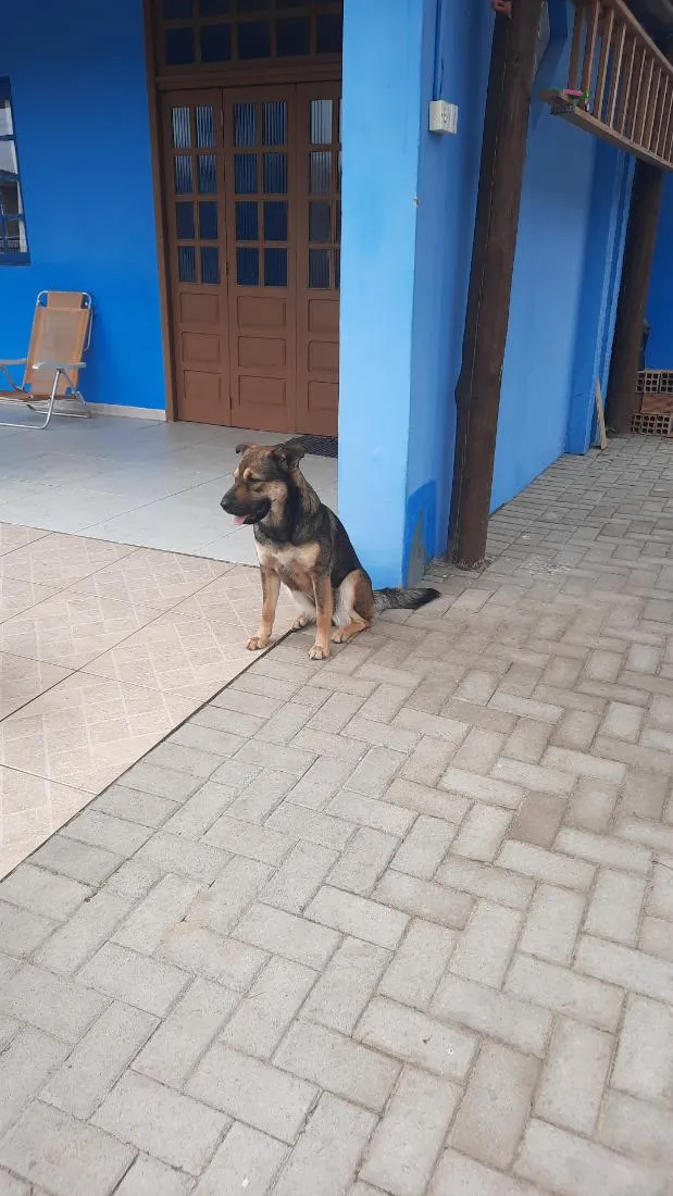 Cachorro raça SRD-ViraLata idade 1 ano nome Belga