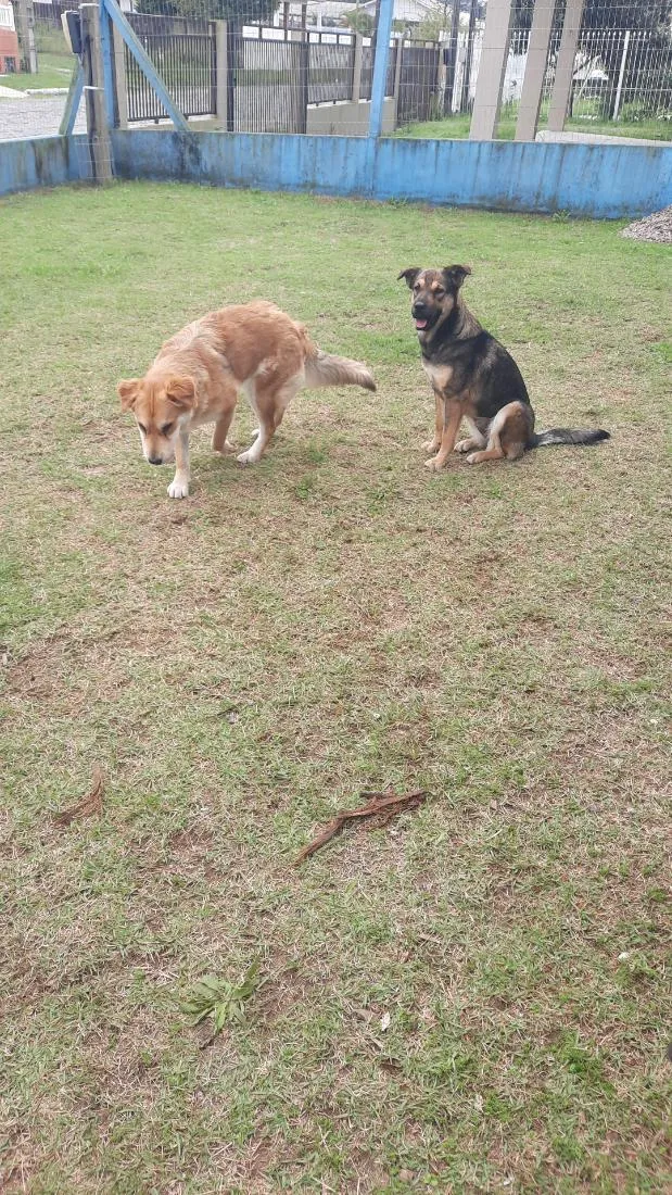 Cachorro raça SRD-ViraLata idade 1 ano nome Belga