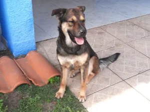 Cachorro raça SRD-ViraLata idade 1 ano nome Belga