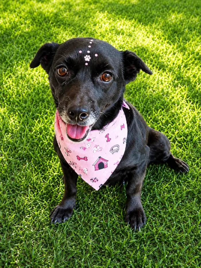 Cachorro raça SRD-ViraLata idade 5 anos nome Matilda