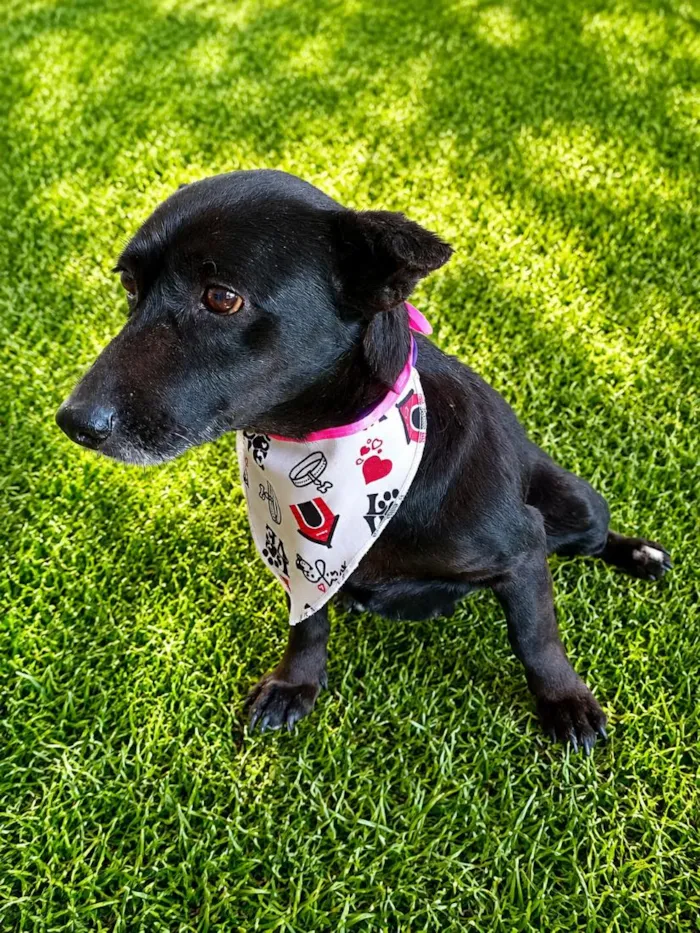 Cachorro raça SRD-ViraLata idade 5 anos nome Matilda