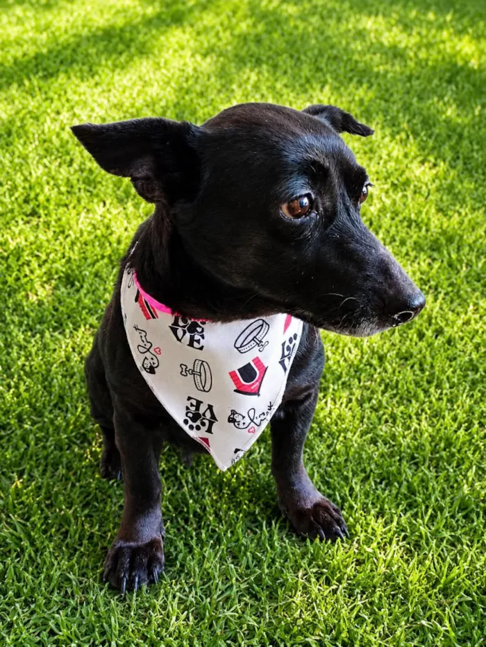 Cachorro raça SRD-ViraLata idade 5 anos nome Matilda