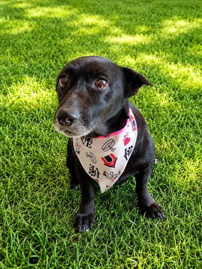 Cachorro raça SRD-ViraLata idade 5 anos nome Matilda