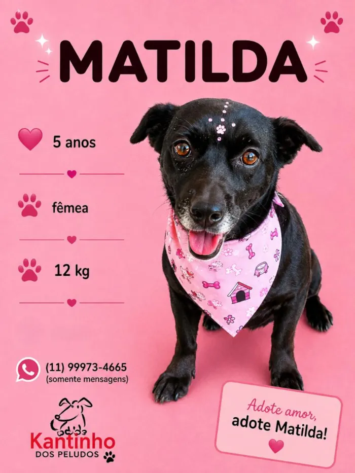 Cachorro raça SRD-ViraLata idade 5 anos nome Matilda