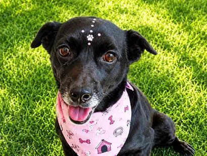 Cachorro raça SRD-ViraLata idade 5 anos nome Matilda