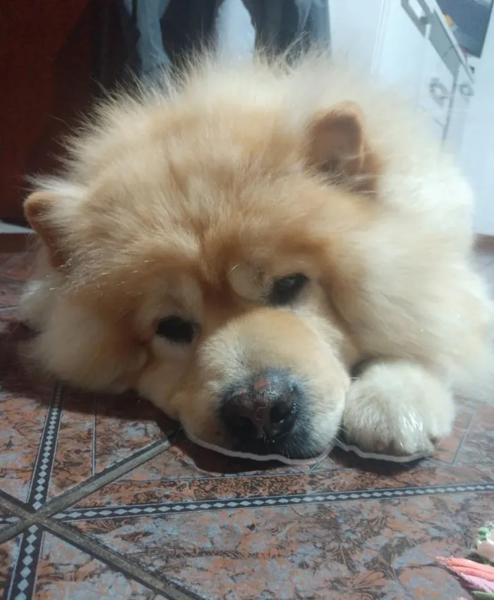 Cachorro raça SRD-ViraLata idade 6 ou mais anos nome Marley 