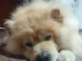 Marley 