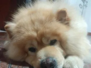 Cachorro raça SRD-ViraLata idade 6 ou mais anos nome Marley 