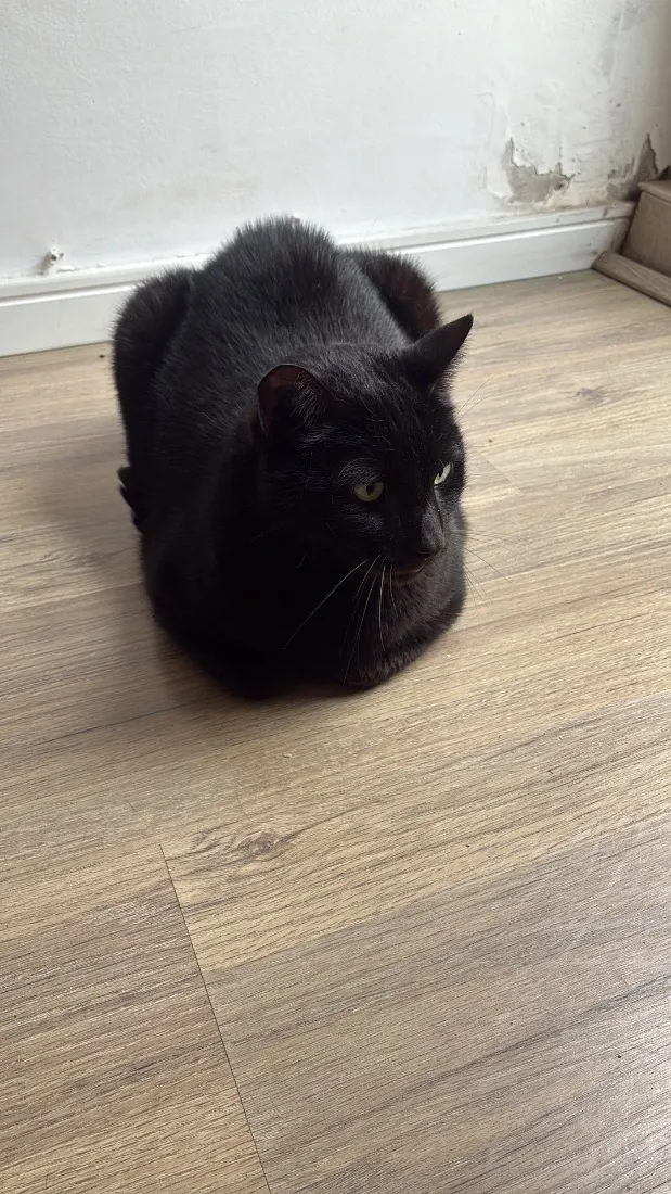 Gato raça SRD-ViraLata idade 6 ou mais anos nome Harry