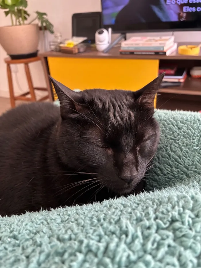 Gato raça SRD-ViraLata idade 6 ou mais anos nome Harry