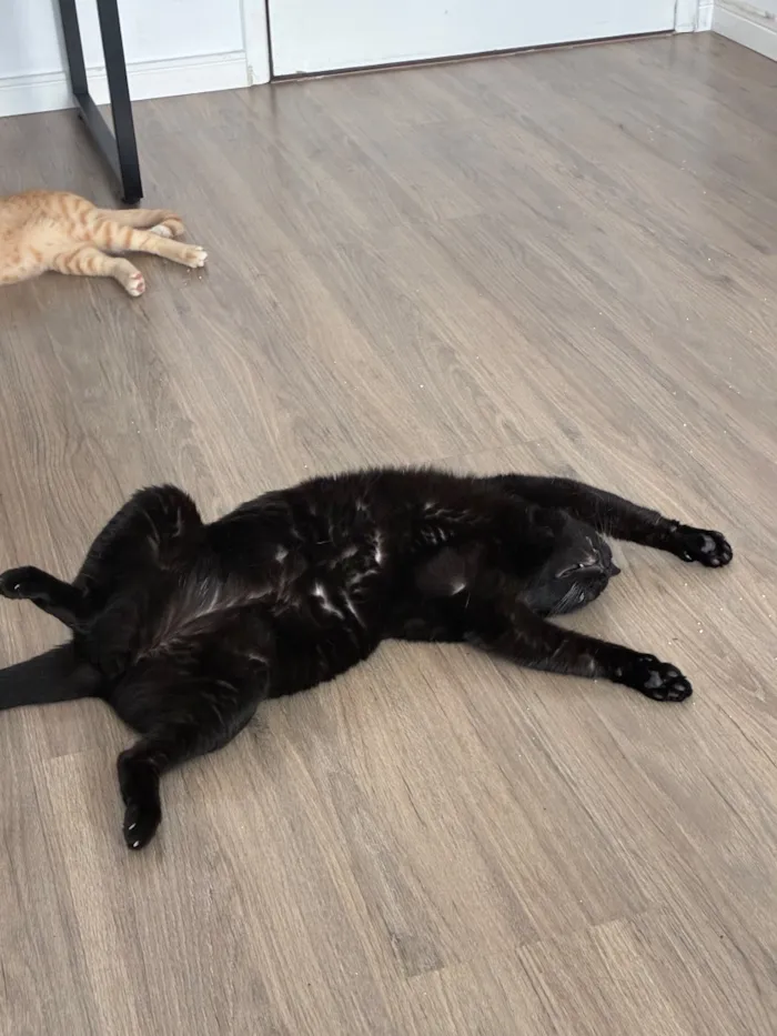 Gato raça SRD-ViraLata idade 6 ou mais anos nome Harry
