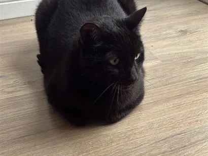 Gato raça SRD-ViraLata idade 6 ou mais anos nome Harry