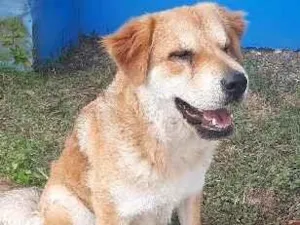 Cachorro raça SRD-ViraLata idade 1 ano nome Ursa
