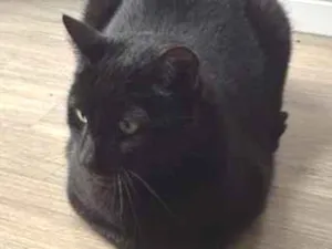 Gato raça SRD-ViraLata idade 6 ou mais anos nome Harry