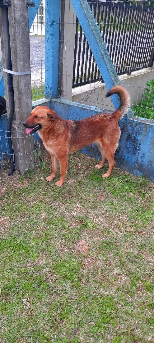 Cachorro raça SRD-ViraLata idade 1 ano nome Ruiva