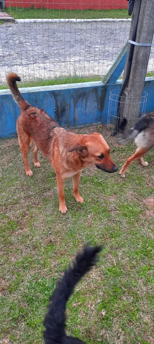 Cachorro raça SRD-ViraLata idade 1 ano nome Ruiva