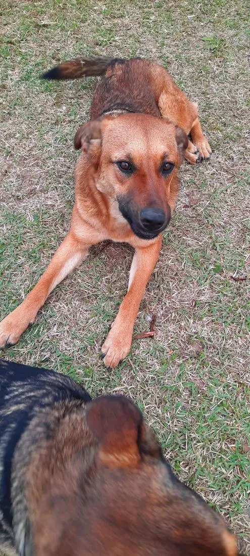 Cachorro raça SRD-ViraLata idade 1 ano nome Ruiva