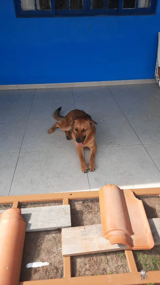 Cachorro raça SRD-ViraLata idade 1 ano nome Ruiva