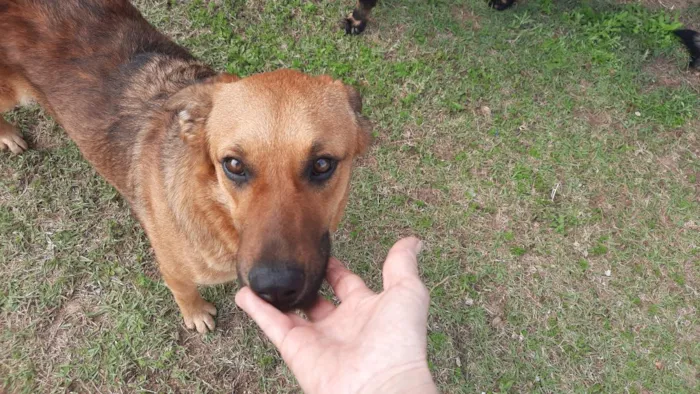 Cachorro raça SRD-ViraLata idade 1 ano nome Ruiva