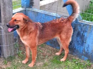 Cachorro raça SRD-ViraLata idade 1 ano nome Ruiva