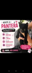 Pantera