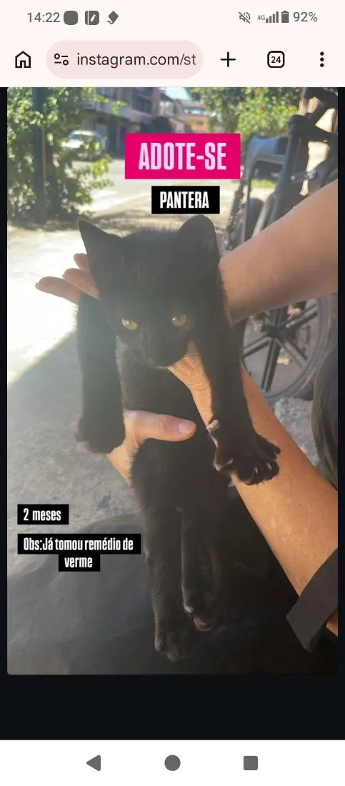 Gato raça SRD-ViraLata idade 2 a 6 meses nome Pantera