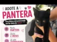 Pantera
