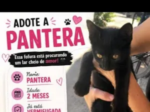 Gato raça SRD-ViraLata idade 2 a 6 meses nome Pantera