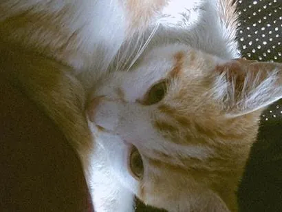 Gato raça SRD-ViraLata idade 2 a 6 meses nome Laranjinha