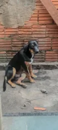 Rex