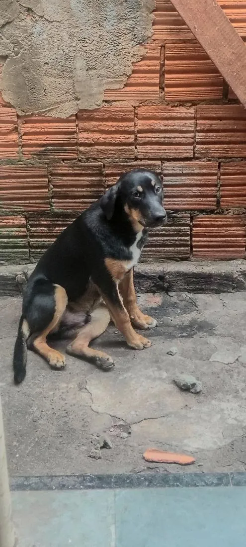 Cachorro raça Rottweiler idade 2 a 6 meses nome Rex