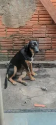 Rex
