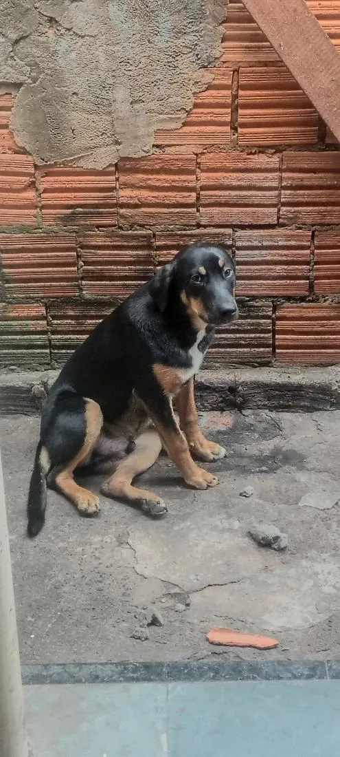 Cachorro raça Rottweiler idade 2 a 6 meses nome Rex