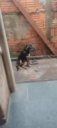 Rex