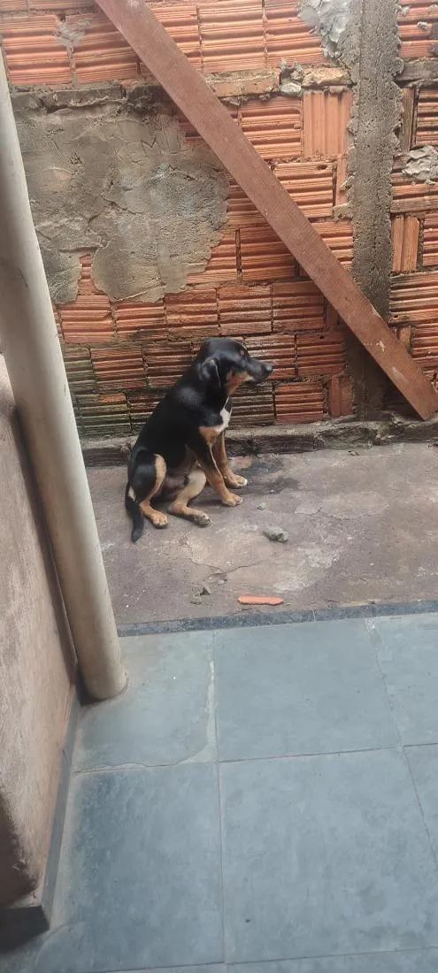 Cachorro raça Rottweiler idade 2 a 6 meses nome Rex